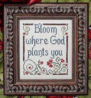 My Big Toe ~ Bloom Where God Plants You